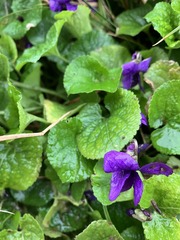 Dog violet