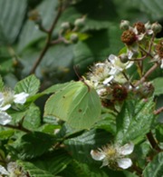 Brimstone butterfly