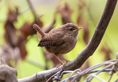 Wren