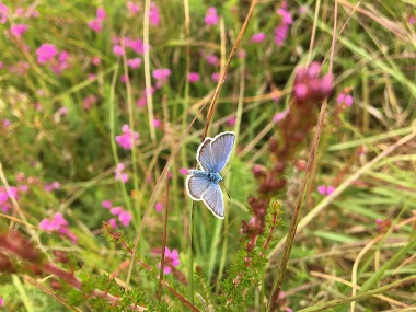 Silver-studded blue