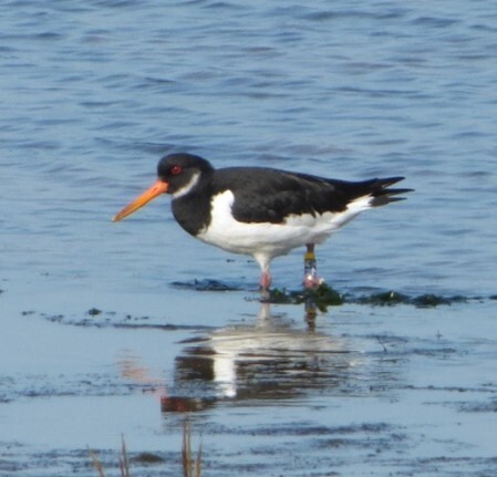 Oystercatcher