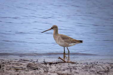 Godwit