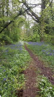 Bluebells at Holyford Woods