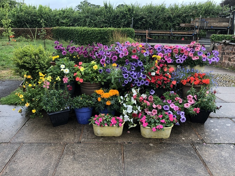 Pots of flowers all different colours arranged on a patio