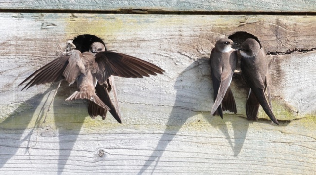 Four sand martins come out of two holes in a plank of wood