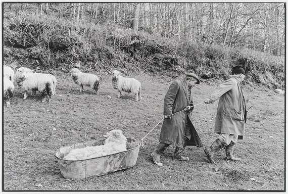 Archie Parkhouse and Ivor Brock moving a sick ram, Dolton 1976. Photograph by James Ravilious © Beaford Arts