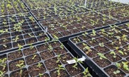 Trays of plants