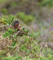 Dartford warbler on gorse