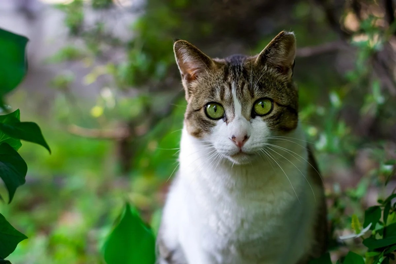 A white and brown domestic cat looking straight ahead