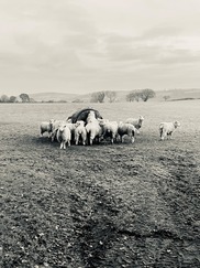 Black and white sheep in a field with trees and hills in the background
