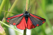 Cinnabar