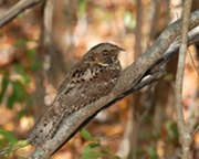 nightjar