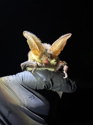 Grey Long Eared Bat Held Under License