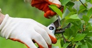 Gardener pruning a tree