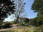 The eucalyptus tree in Thelma Hulbert Gallery's garden