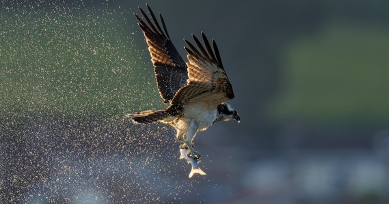 An osprey shakes water from its feather as it catches a grey mullet on the Axe Estuary