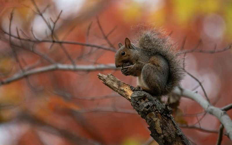 Squirrel on a tree branch with a blurred out autumnal background