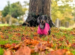 Dapple Dachshund surrounded by Autumn leaves