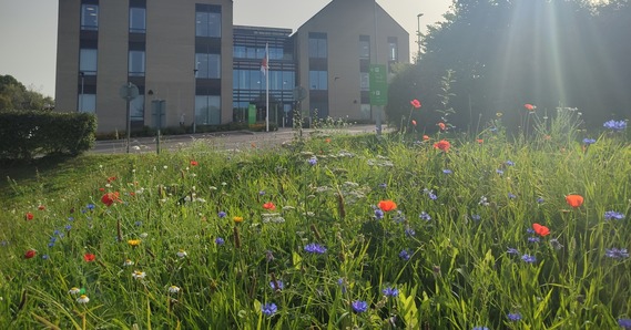 Wildflowers in front of East Devon District Council's Blackdown House headquarters