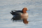 wigeon