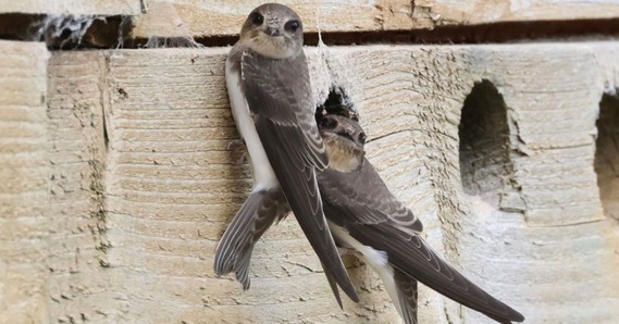 Two Sand Martins on a wooden block
