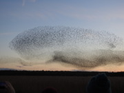 Starling murmuration