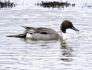 Pintail duck