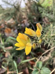 Gorse flower