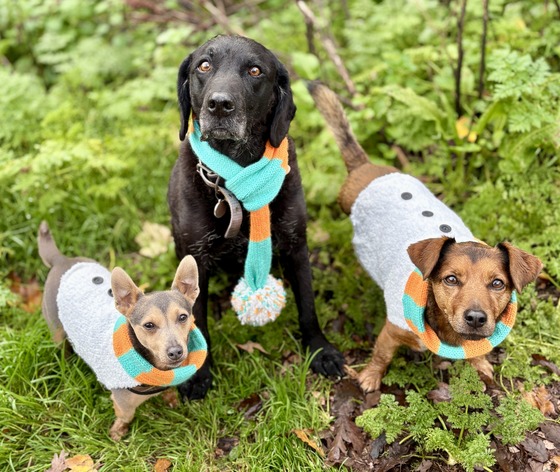 Maisie, Gary and Pierre in Christmas jumpers