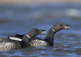Brent Geese - Tom Collier