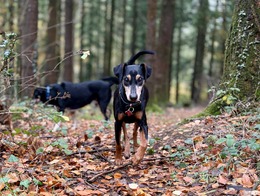 Dog in woodland