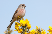 A photograph of a male Linnet on gorse