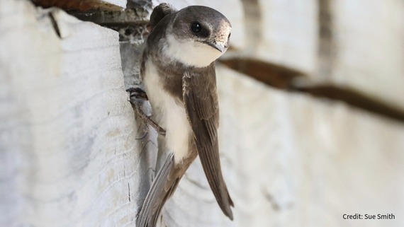 A bird. Credit: Sue Smith