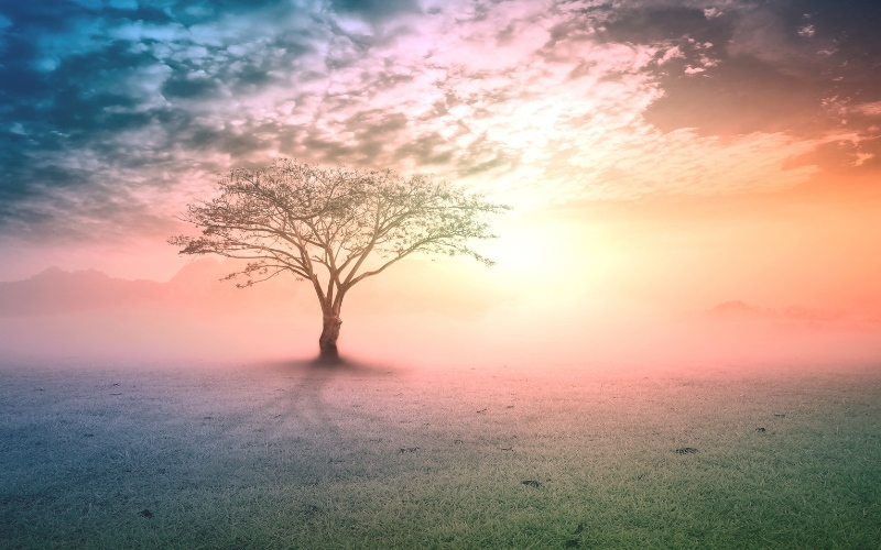 A single beautiful tree in an ethereal landscape