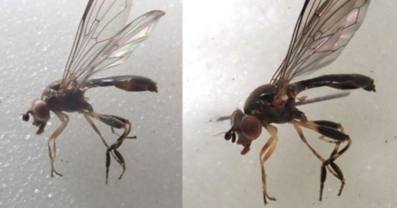 Two close ups of the Hoverfly