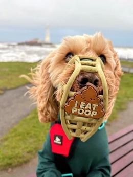 Riley the Cockapoo with muzzle and poo eater badge