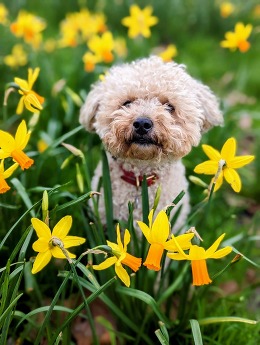 Poodle cross amongst dafodils