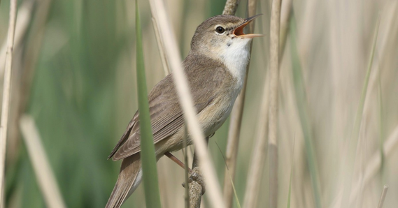 Reed warbler