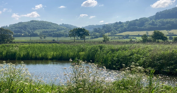 A sunny day at Seaton Wetlands, with plants and water in the foreground, trees, hills and blue sky in the background