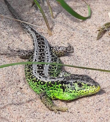 sand lizard