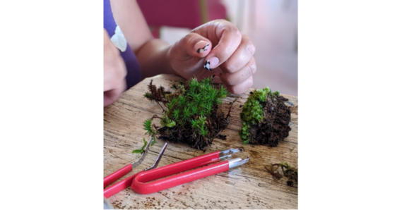 A hand, moss, and tools for making a terrarium