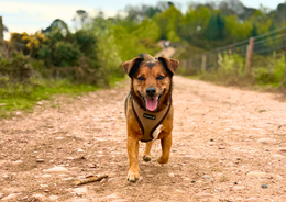 Dog walking on path