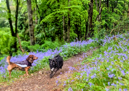 small dog running in bluebell woodlands