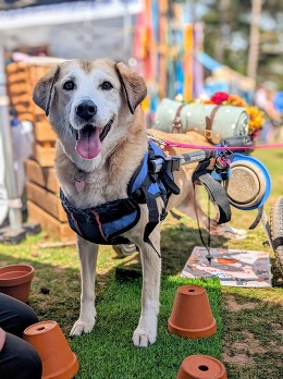 Dog wearing mobility cart at event