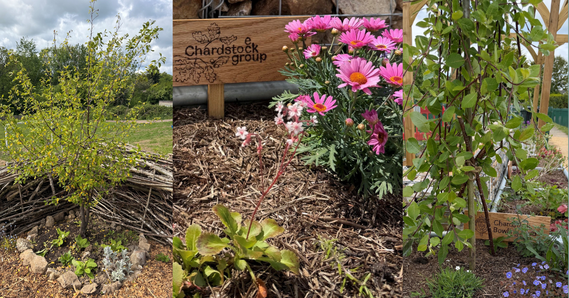 Trees and flower beds at Chardstock Harmony Garden