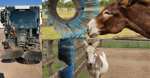 Street sweeper. Two donkeys next to repurposed brushes