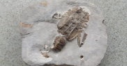 Fossil