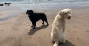 Two dogs on a beach, one light coloured, one dark