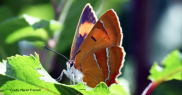 Rare Brown Hairstreak Butterfly