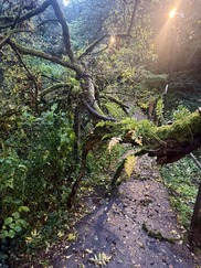 A fallen tree